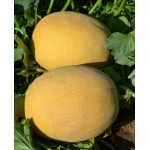 Афродіта F1 250 насіння овальної дині, Libra Seeds, Туреччина Афродіта F1 250 насіння овальної дині, Libra Seeds, Туреччина